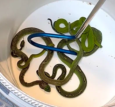 Exotic snakes, lizards found hidden in pillowcases in smuggling scheme