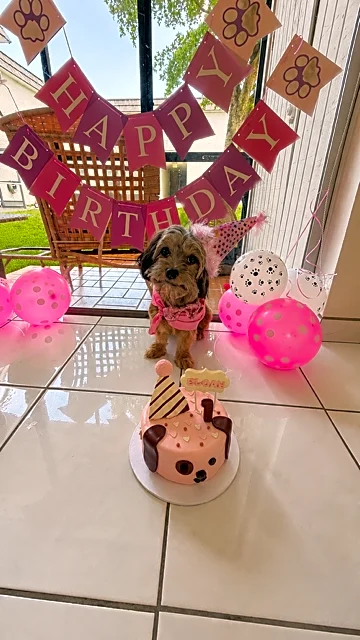 Baking a cake for your dog? One family turned it into a business