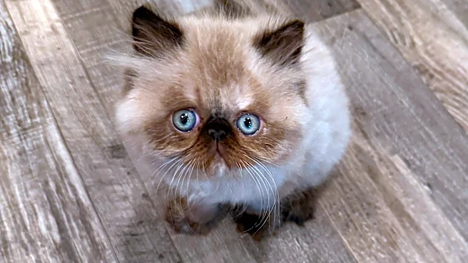 See cuddly finalists vying to be Purina 'chief snuggle officers'