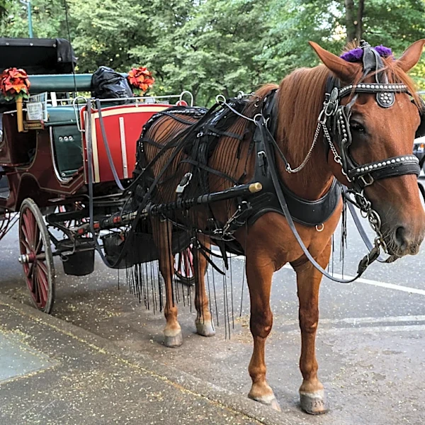 Horse-drawn carriages in cities aren't charming. They're cruel. | Opinion