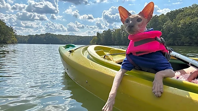 The naked truth about 9 'hairless' cat breeds