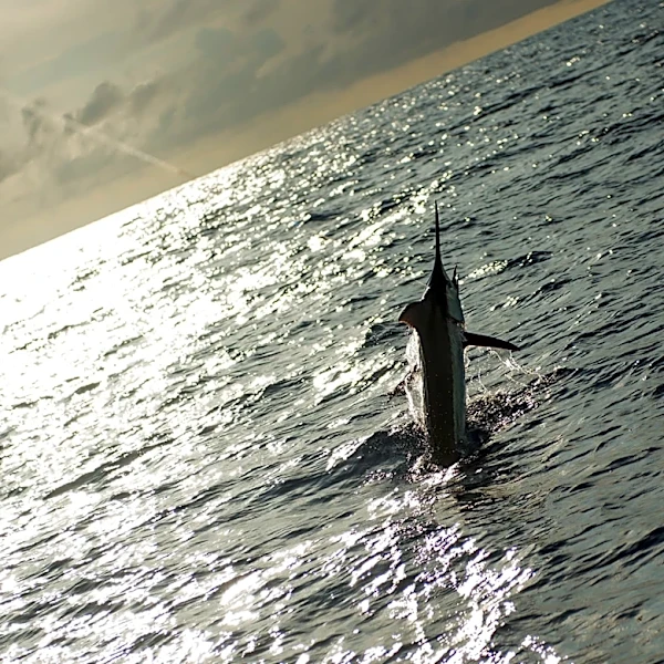1,260-pound blue marlin may set East Coast record
