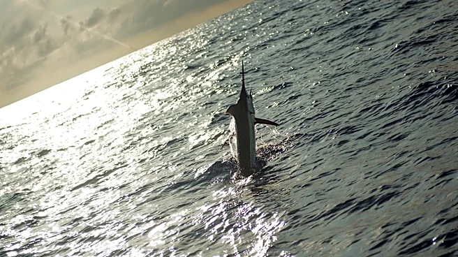 1,260-pound blue marlin may set East Coast record