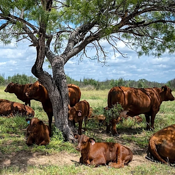 Where's the beef ... from? Trump's mystery meat plan is a mess. | Opinion