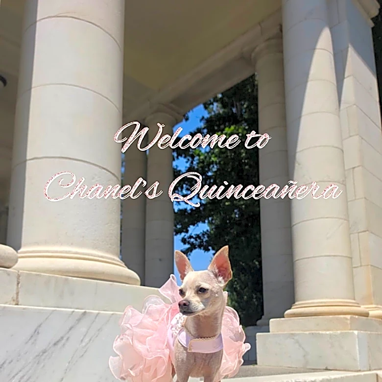 Watch 2-year-old chihuahua have the best day at her quinceañera