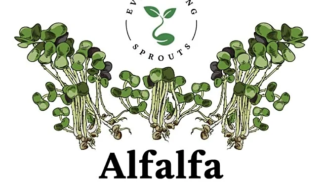 Sprouts recalled after illnesses reported in 15 states. See products