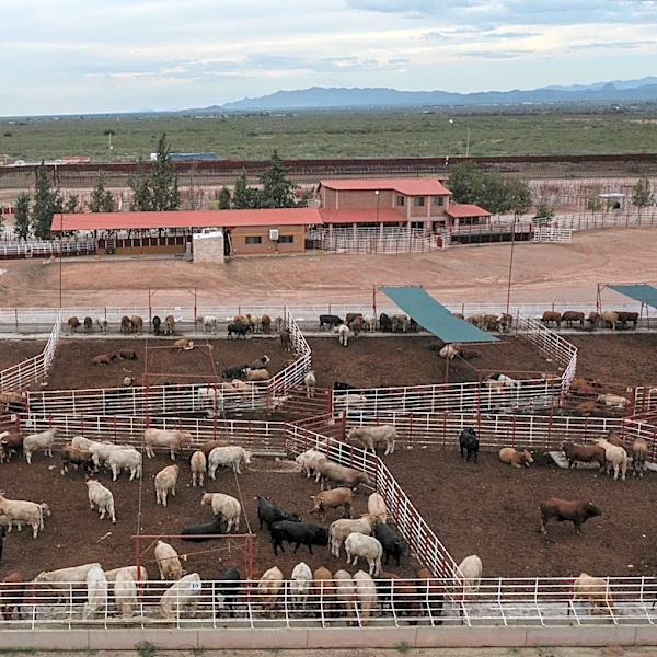 USDA reopens Arizona cattle port as screwworm cases hit Mexico, Texas