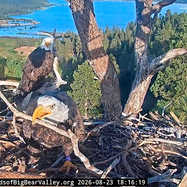 Will they or won't they? Shadow and Kaydee the eagles spend time in nest