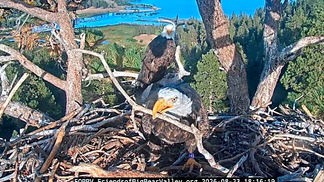 Will they or won't they? Shadow and Kaydee the eagles spend time in nest