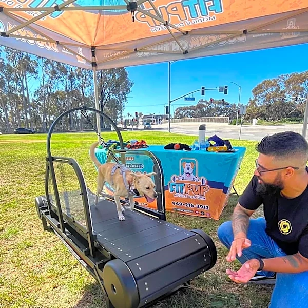 A dog gym? This California business helps reactive dogs burn energy