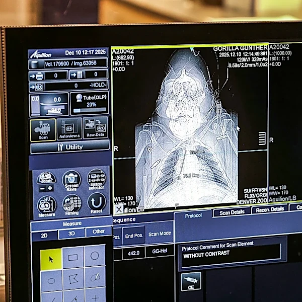CT scans on tigers? Zoo animals' doctor's visits look a bit different