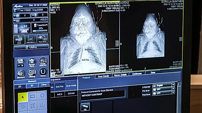 CT scans on tigers? Zoo animals' doctor's visits look a bit different