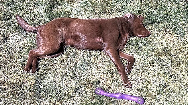 Who let the dogs out? National Dog Day 2026 is today