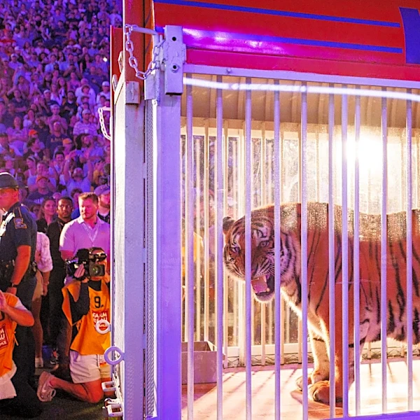 Remember this? Top 5 most iconic college live mascot moments