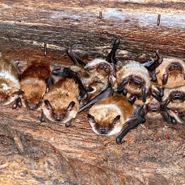 Doctor wakes up to bat in her mouth: 'I thought I was still dreaming'
