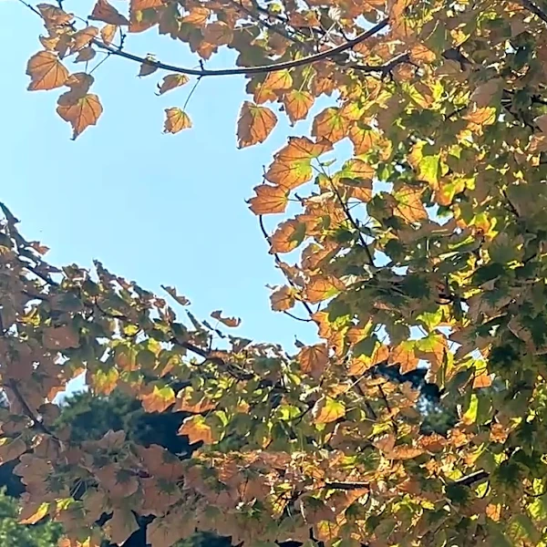 Early fall colors begin appearing around Pittsburgh