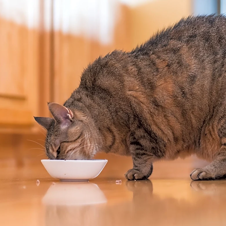 Is my cat overweight? How to help your pet lose weight safely