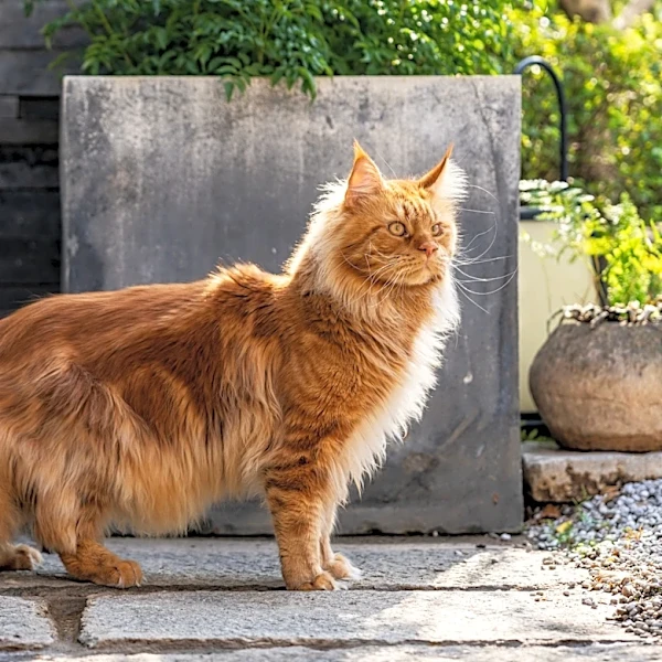 How much does it cost to own a cat? One expense jacks up the price