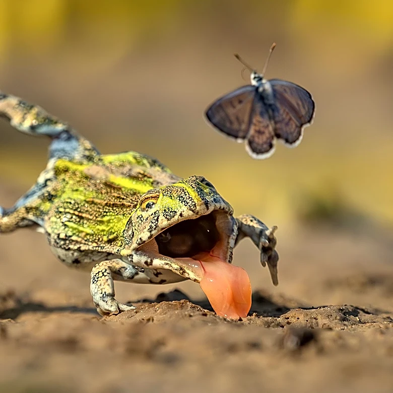 Wildlife Photographer of the Year releases preview: See the images