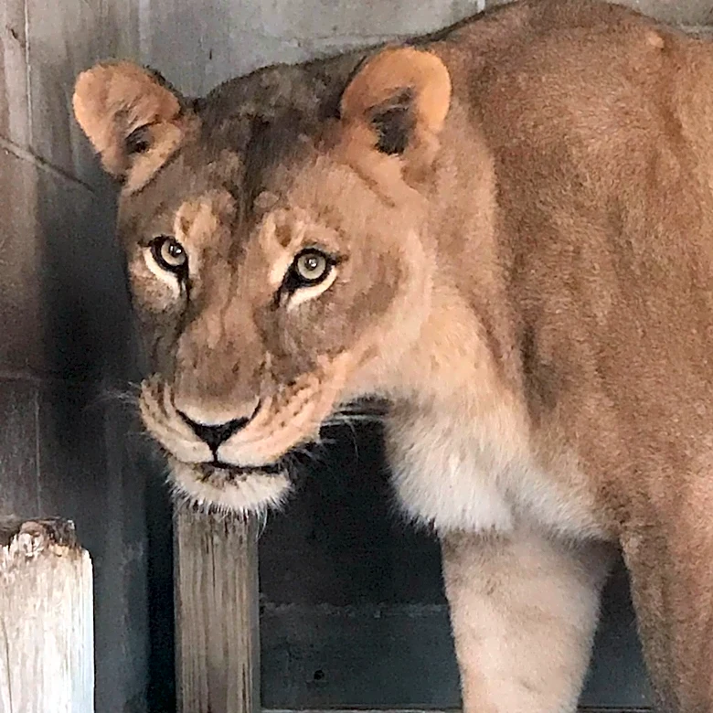 Be on the lookout: Lioness and large cub reported roaming in Indiana