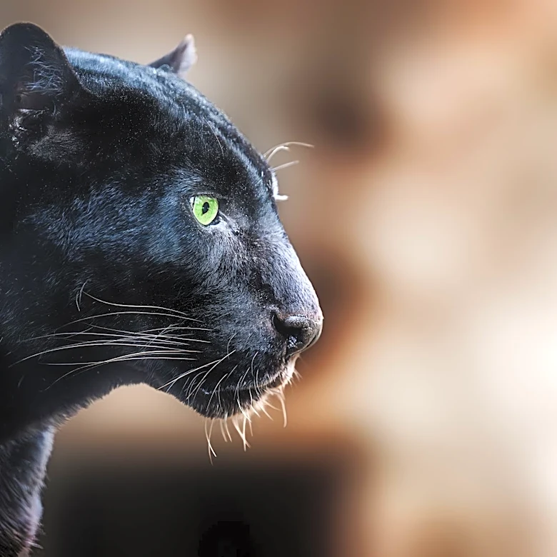 Black jaguar dies after being bitten twice by rattlesnake