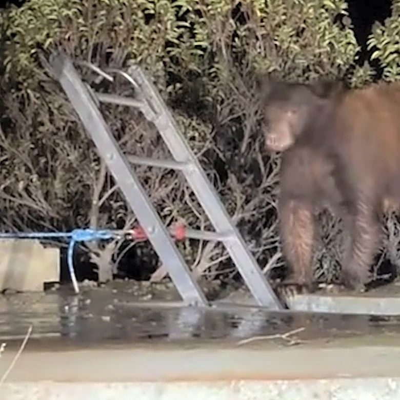 Bear family climbs to safety after water tank rescue in California