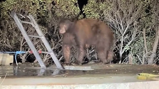 Bear family climbs to safety after water tank rescue in California