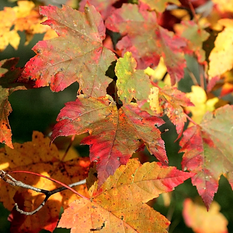 Pittsburgh to see warm weather, less rain in September as fall starts