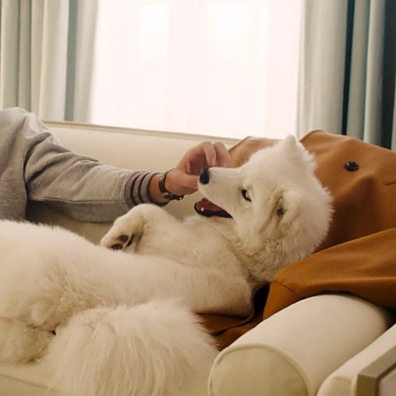 Taylor Swift and Travis Kelce’s new dog is a Samoyed. Meet the breed