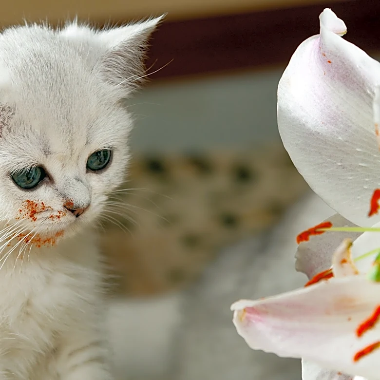 Pet-safe plants: Flowers and houseplants toxic to dogs and cats