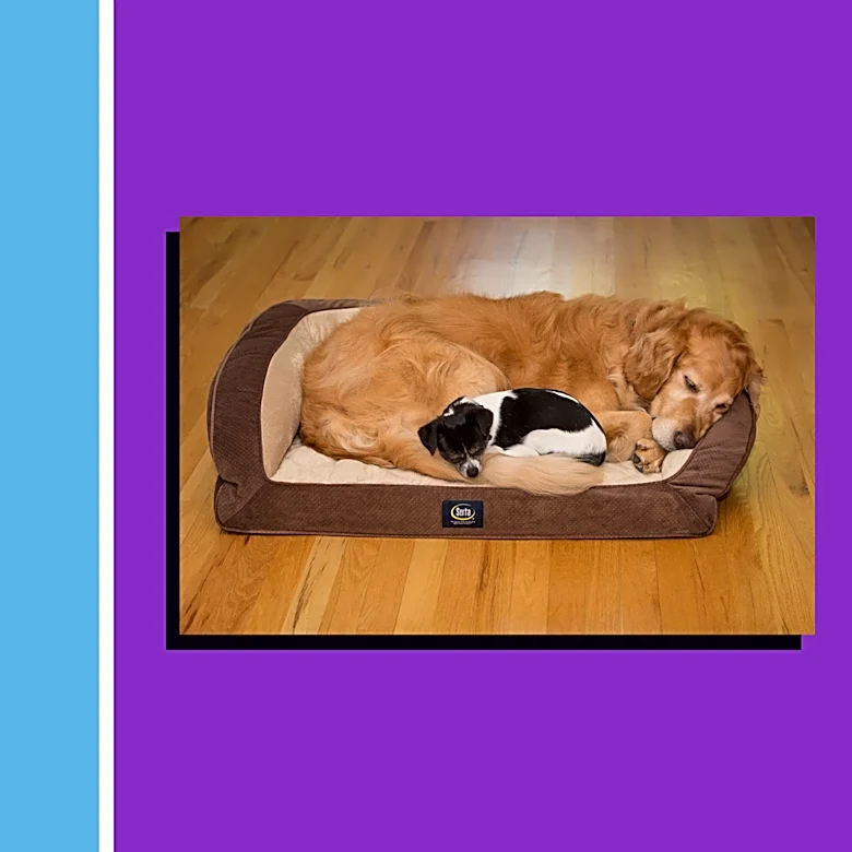 I found a $56 pet deal worth shopping at Wayfair's Labor Day sale