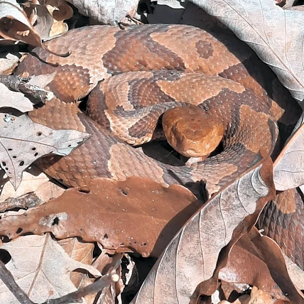 Rattlesnake warnings surge across Texas as pets, people at risk