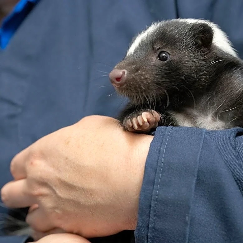 You can name National Aviary's new skunks, but there's a deadline