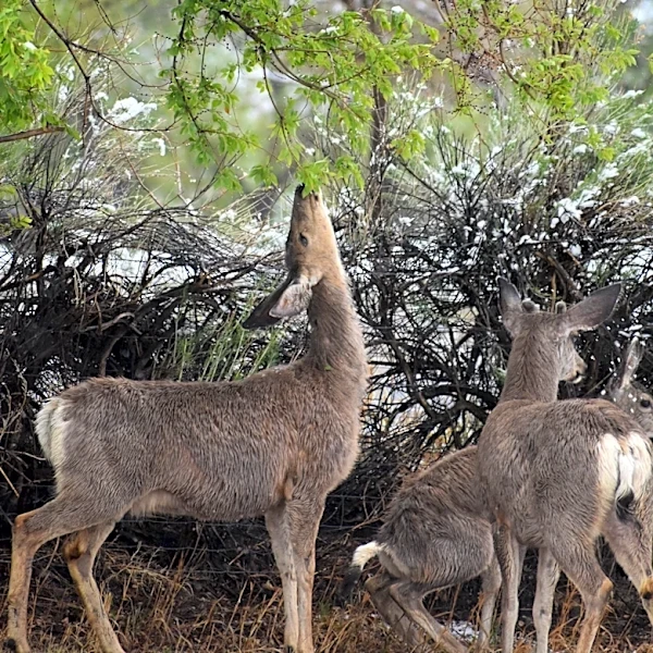 California judge allows plan to kill deer on Catalina to move forward