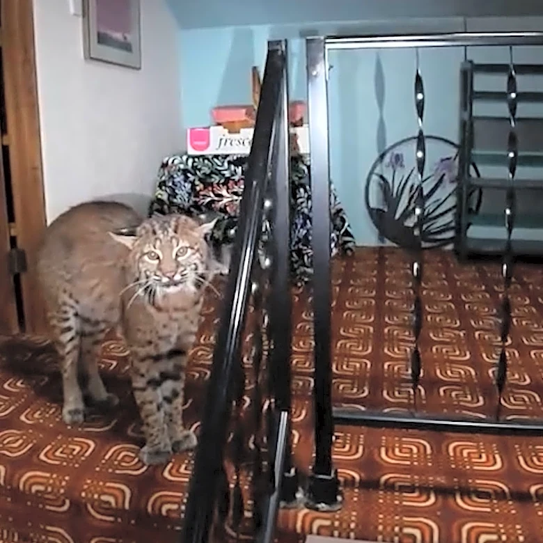 Suspected 'cat burglar' turns out to be wild bobcat inside home