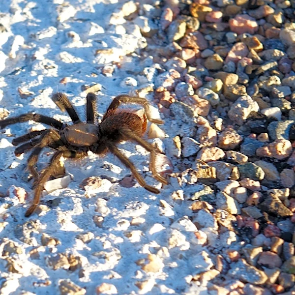 Tarantula mating season is here. These states may see more giant spiders