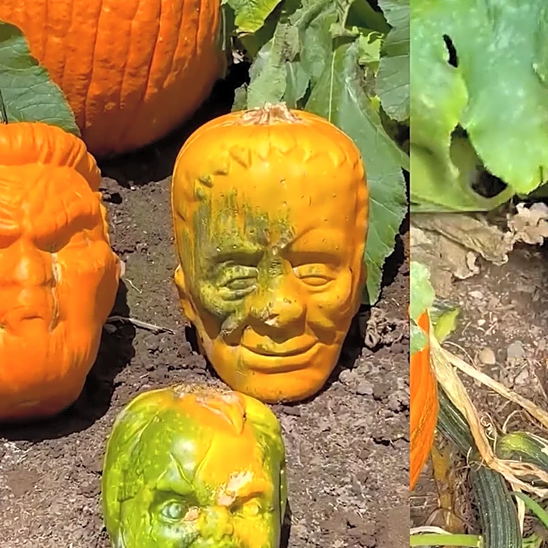 This farmer's pumpkins resemble Trump, Chucky and more