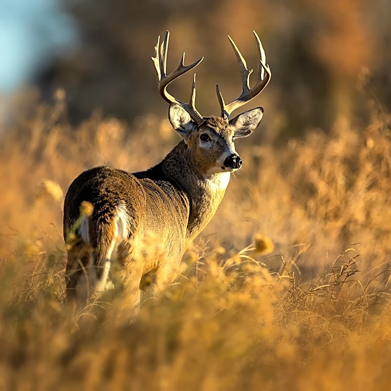 What's killing hundreds of deer? Here's what to know.