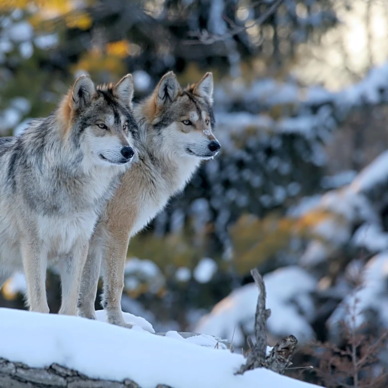 Trump orders review of wolf protections for ranchers