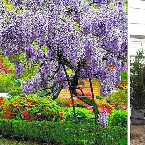 Trees.com launches with 1,600+ plants, shrubs, flowers and more