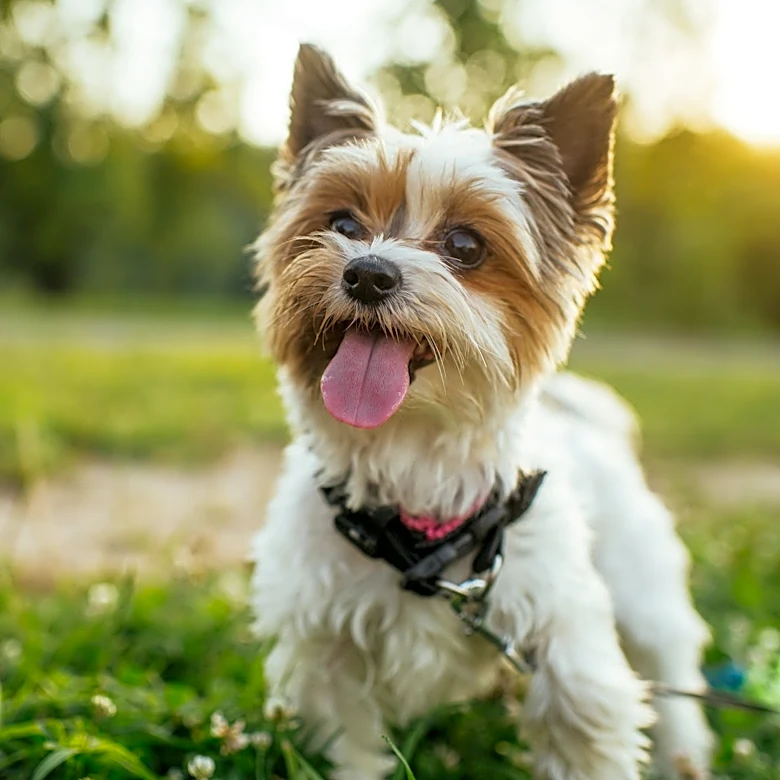 What are 'dog years?' Here's how to properly calculate them