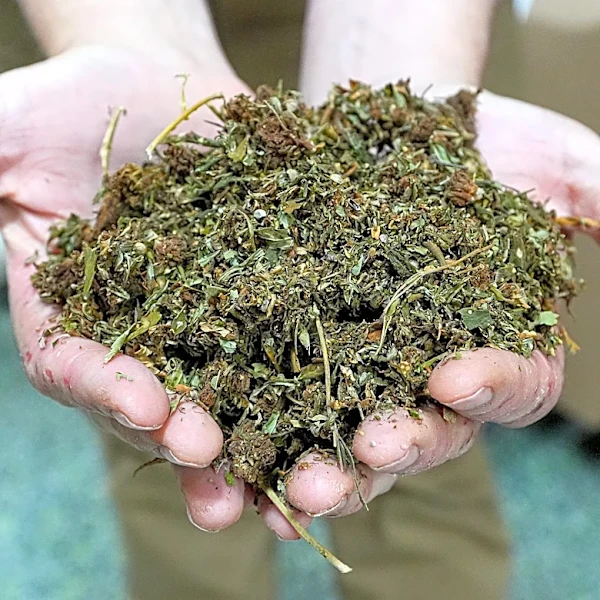 Medicare now covers CBD, but Congress wants to ban it | Opinion