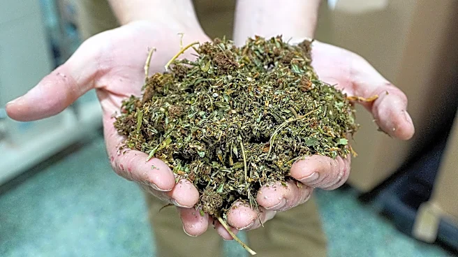 Medicare now covers CBD, but Congress wants to ban it | Opinion