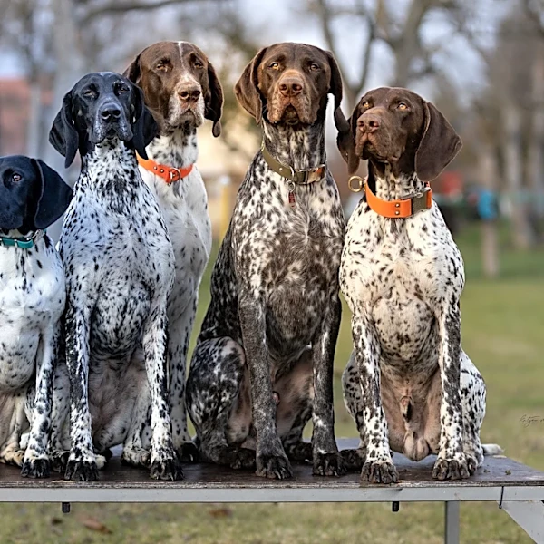 German shorthaired pointer: Facts to know about this athletic, versatile breed
