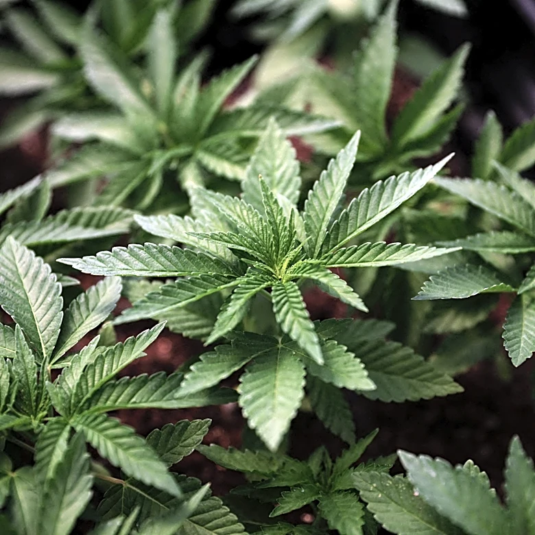How should companies address marijuana use by employees? Ask Johnny