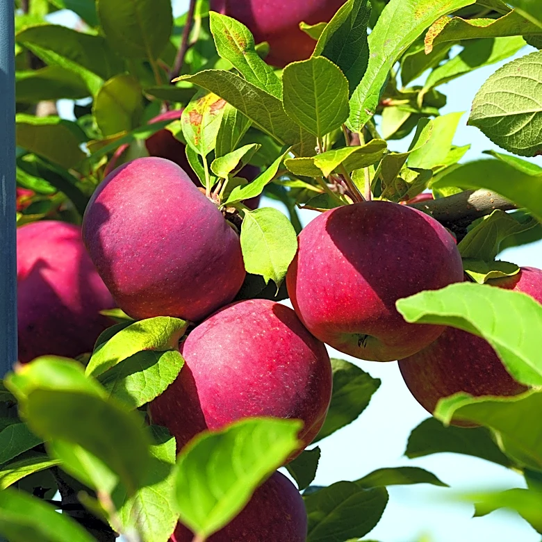 Where can you go apple picking in the Washington DC area?