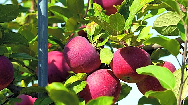 Where can you go apple picking in the Washington DC area?