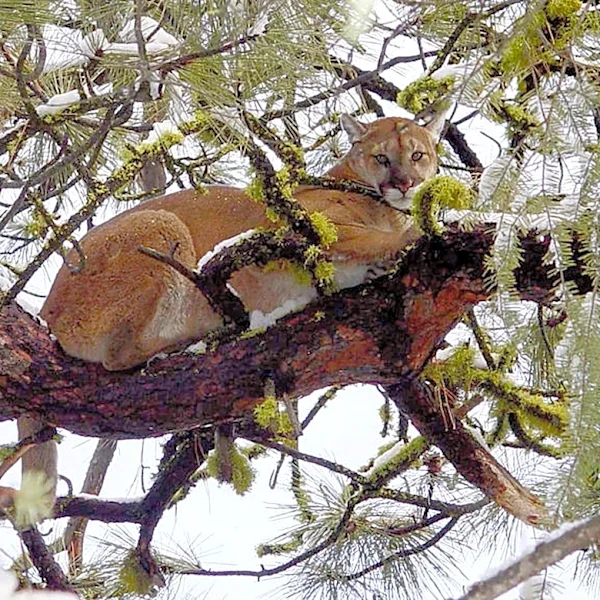 Mountain lion seen in San Francisco likely traveled from South Bay