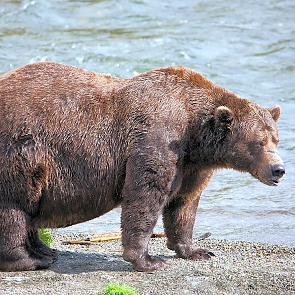 Fat Bear Week is back: Meet this year's contenders