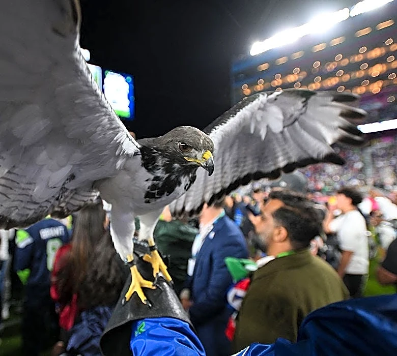 The NFL only has a few live mascots. Meet the animals behind the team